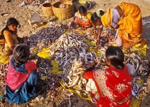 Koli fisherwomen Mumbai