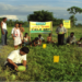 Bringing smiles on the face of Assam farmers: IFFCO way