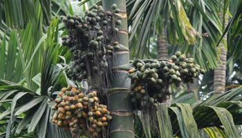 Arecanut co-ops demand ban on import