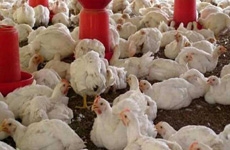 Govt readies to fight bird flu