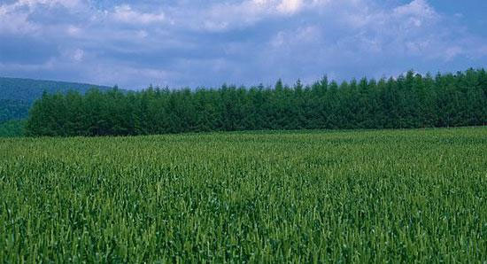 No ‘kurki’ of farmer’s land in Punjab