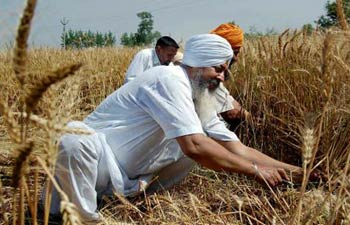Punjab: PACS Secretaries defraud farmers’ installment