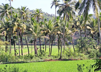 India takes giant strides in coconut production: Govt