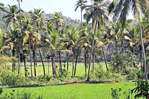 India takes giant strides in coconut production: Govt