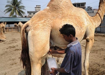 Sirohi co-op to sell camel milk powder