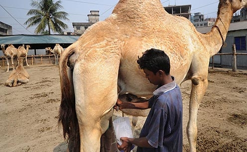 Sirohi co-op to sell camel milk powder