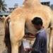 Sirohi co-op to sell camel milk powder