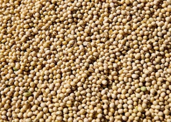 Barring soyabean, food grain production at record high