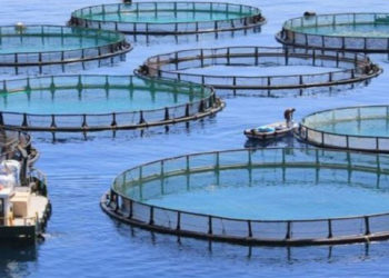 Blue Revolution: Govt creates Fisheries Fund