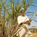 UP ahead in sugar export; Maharashtra a laggard