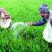 MP: Farmers are not getting urea in some areas