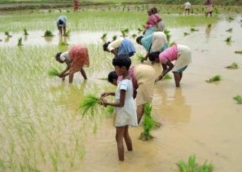 Jharkhand apes Telangana, announces Rs 5k per acre to farmers