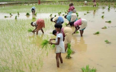 Jharkhand apes Telangana, announces Rs 5k per acre to farmers