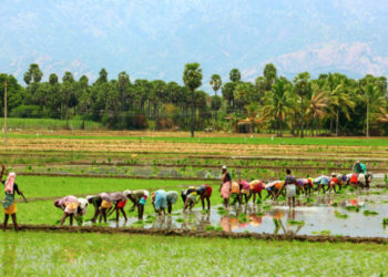 Govt lists steps for doubling farmers’ income