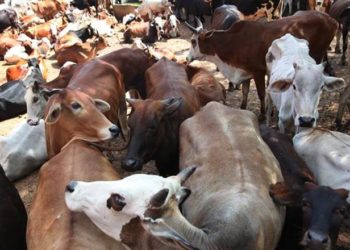 Govt to make production of bio-fertilizer compulsory?