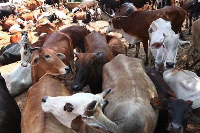 Govt to make production of bio-fertilizer compulsory?