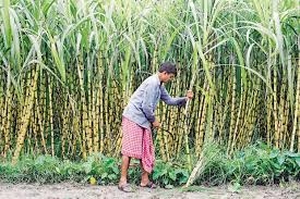 Chhattisgarh: Sugar co-ops doing fine; Cong denies charges
