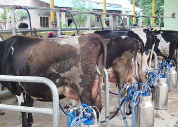 RECP Negotiations: Future of 10 crore desi dairy farmers at stake