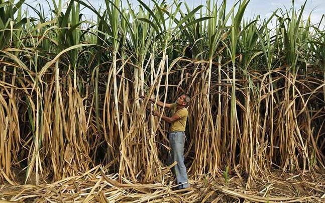 Punjab clears 2 years’ dues of sugarcane farmers