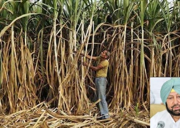 Punjab clears 2 years’ dues of sugarcane farmers