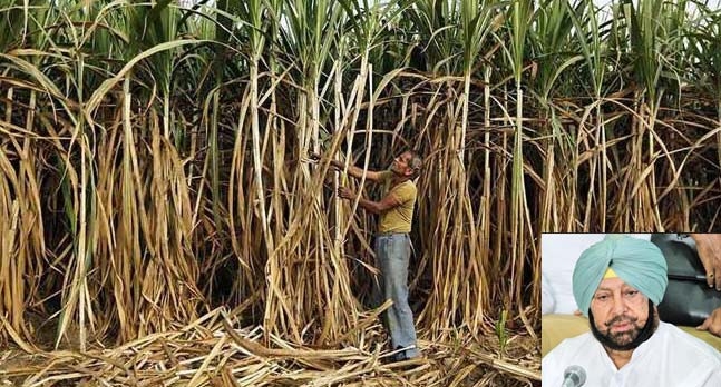 Punjab clears 2 years’ dues of sugarcane farmers