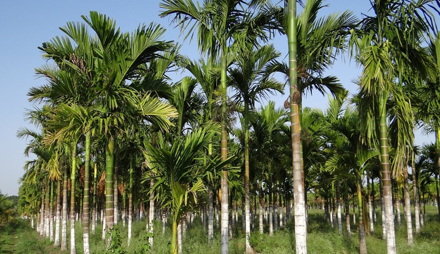 After dairy, Arecanut farmers also oppose RCEP