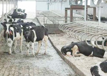 IICTF: India to supply milk to Sri Lanka