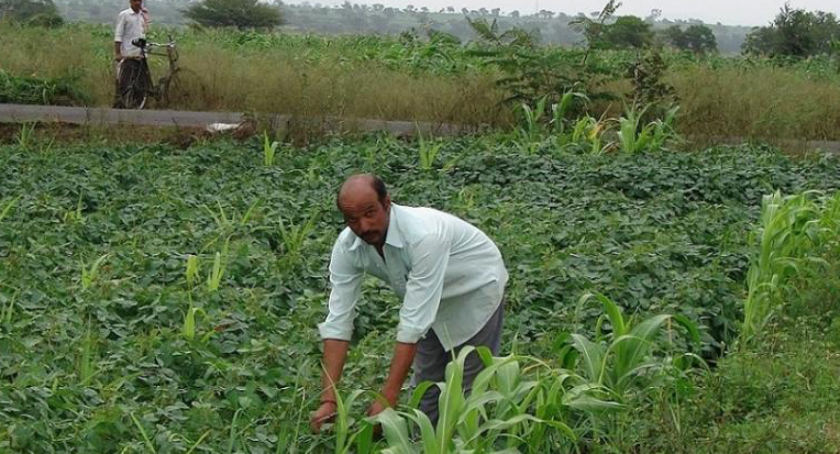 28 lakh hectares under organic farming; farmers gain hugely