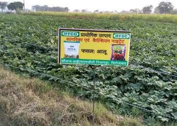 IFFCO helps convert Firozabad into a potato major district