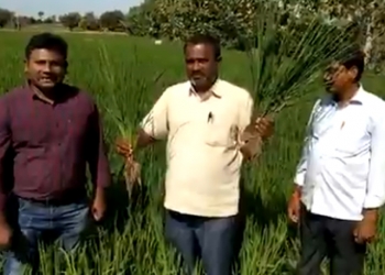 IFFCO’s Nano-use makes a Warangal farmer go ecstatic with results