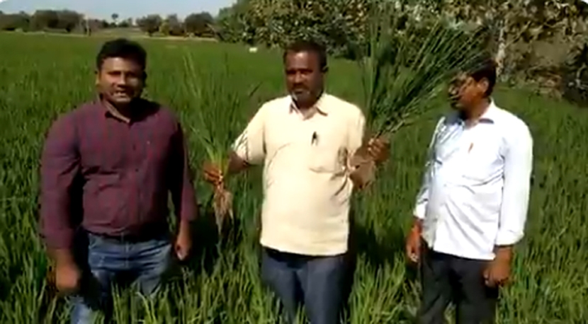 IFFCO’s Nano-use makes a Warangal farmer go ecstatic with results