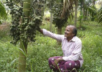 Arecanut growers hit hard by lockdown