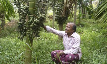 Arecanut growers hit hard by lockdown