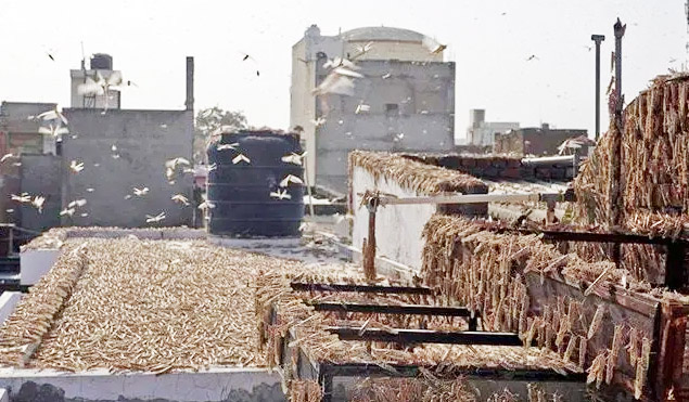 Tackling locust: Minister meets pest experts; Secretary talks to DMs