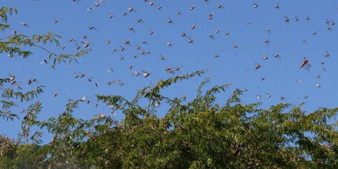 Govt launches Locust control at 15 locations