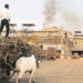 Maha Sugar co-ops petition Nabard for help