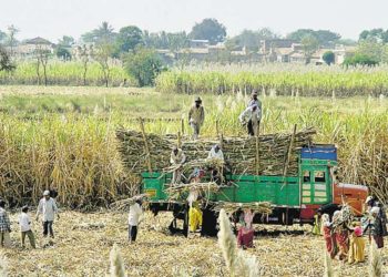 Bumper sugar production & paucity of fund