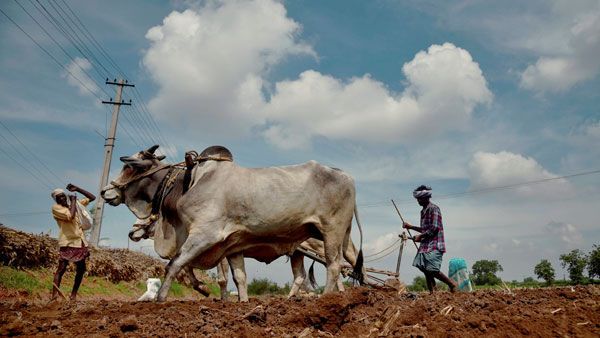 Despite Farm Bills, procurement continues unabated!