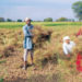 Middlemen impersonating farmers in MP