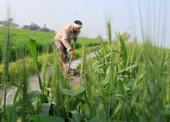 Moga co-op dept in fertilizer fraud