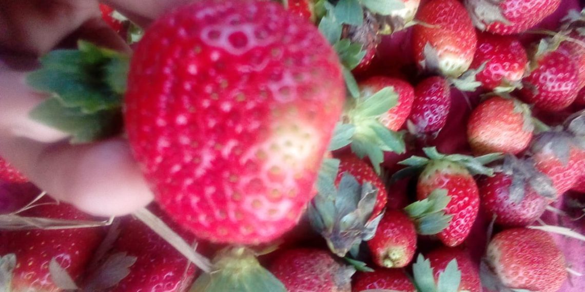 Sagarika leads to better results in strawberry crop in UP