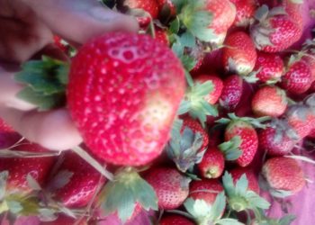 Sagarika leads to better results in strawberry crop in UP