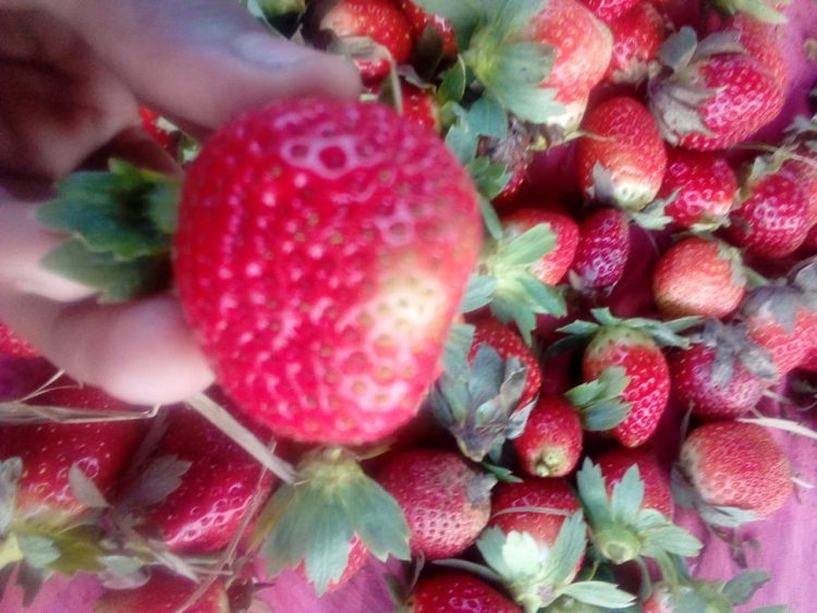 Sagarika leads to better results in strawberry crop in UP
