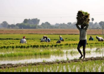 Bihar’s co-op banks disburse meagre loans to farmers