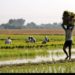 Bihar’s co-op banks disburse meagre loans to farmers
