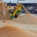 PCF to procure unlimited wheat from farmers