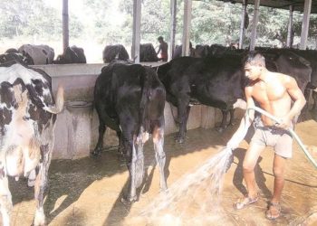 When dairy co-ops of Odisha and AP clashed