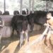 When dairy co-ops of Odisha and AP clashed