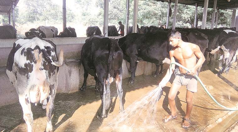When dairy co-ops of Odisha and AP clashed