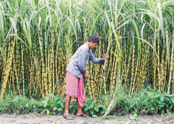 Sugar sale down by 1 million tonne: Dandegaonkar